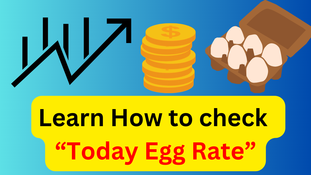 today egg rate